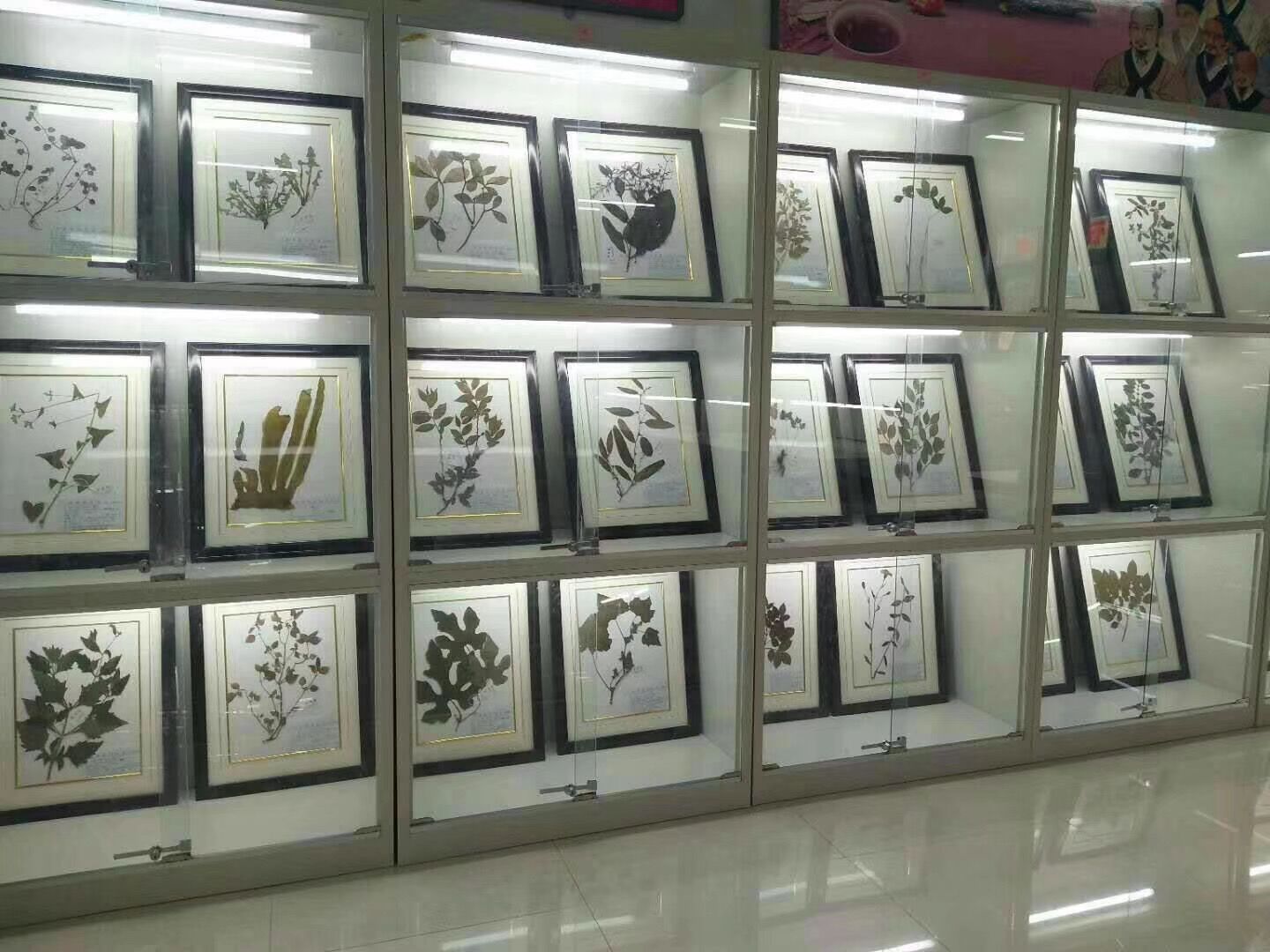 中药专业介绍